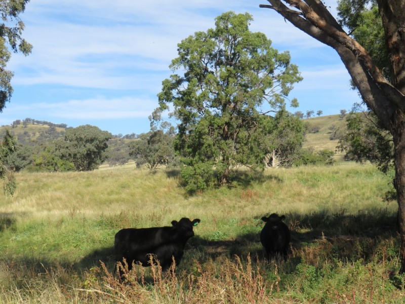Wattledale 877 Swinging Ridges Road, Warrah Creek NSW 2339