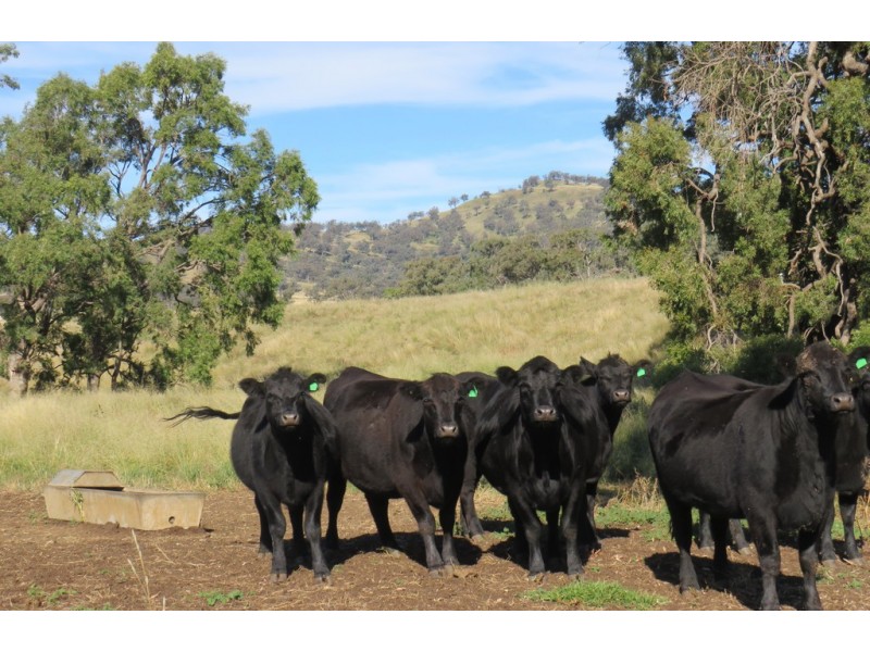Wattledale 877 Swinging Ridges Road, Warrah Creek NSW 2339