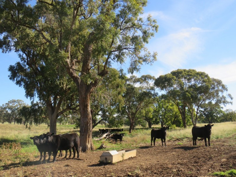 Wattledale 877 Swinging Ridges Road, Warrah Creek NSW 2339