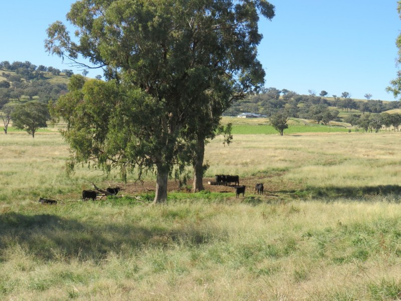 Wattledale 877 Swinging Ridges Road, Warrah Creek NSW 2339
