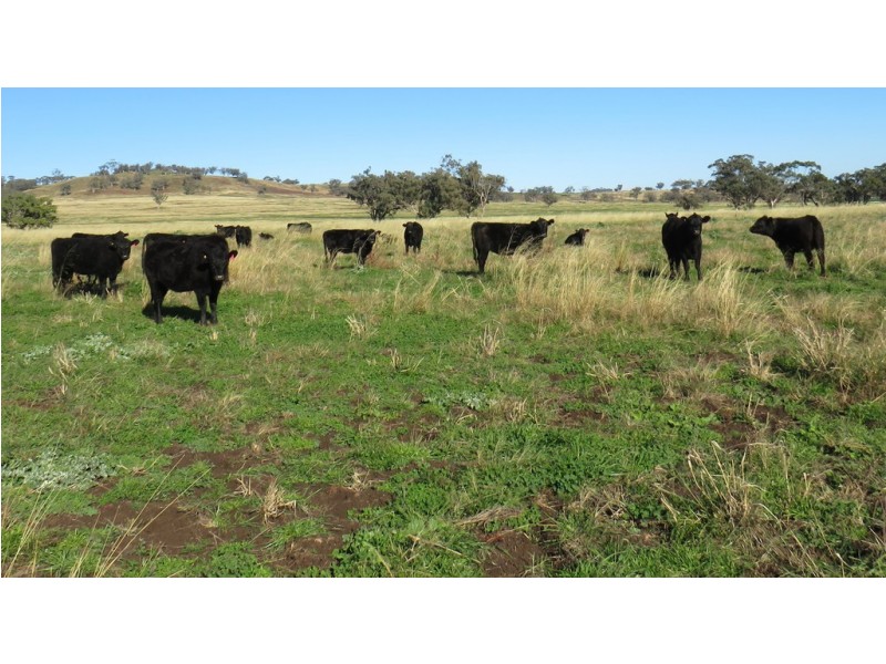 Wattledale 877 Swinging Ridges Road, Warrah Creek NSW 2339