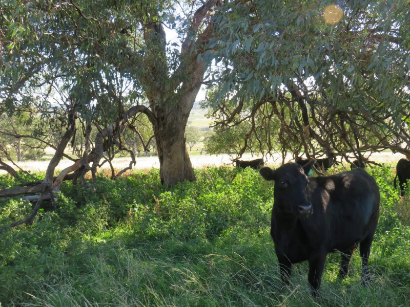 Wattledale 877 Swinging Ridges Road, Warrah Creek NSW 2339