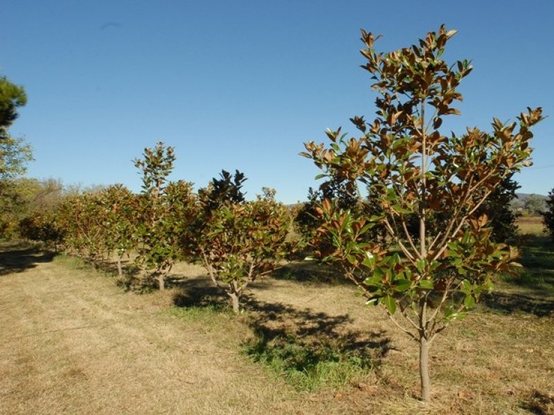 32 Sandy Road, Kootingal NSW 2352