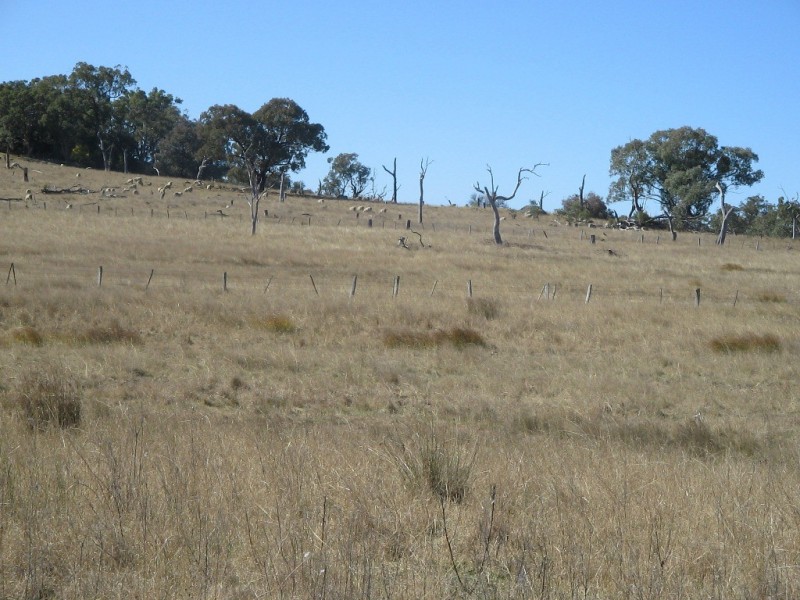 826 Bundarra Road, Barraba NSW 2347