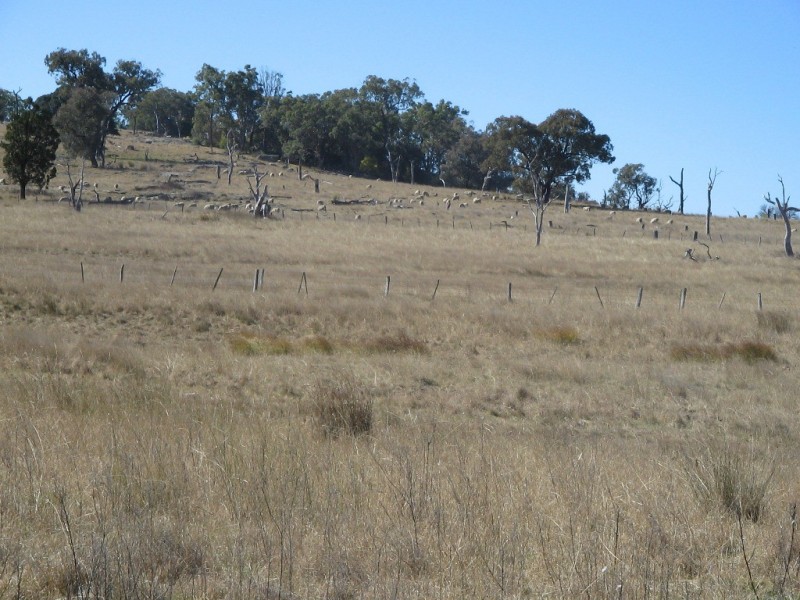 826 Bundarra Road, Barraba NSW 2347