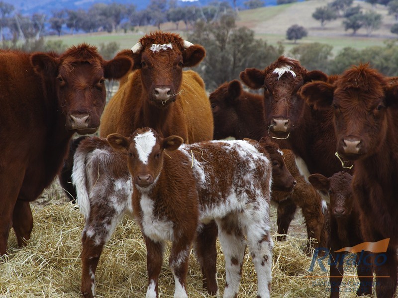 333 Garoo Road, Garoo, Tamworth NSW 2340