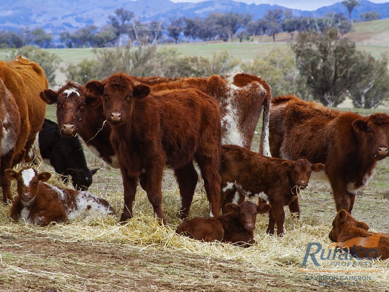 333 Garoo Road, Garoo, Tamworth NSW 2340