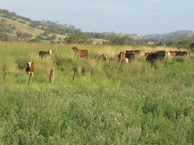 132 Halls Creek Road, Manilla NSW 2346