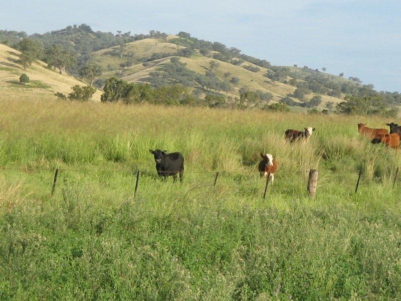 132 Halls Creek Road, Manilla NSW 2346