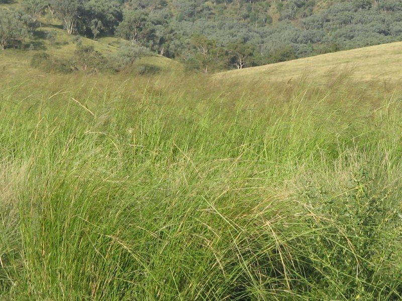 132 Halls Creek Road, Manilla NSW 2346