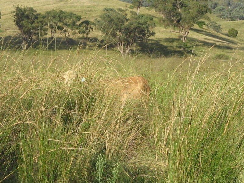 132 Halls Creek Road, Manilla NSW 2346