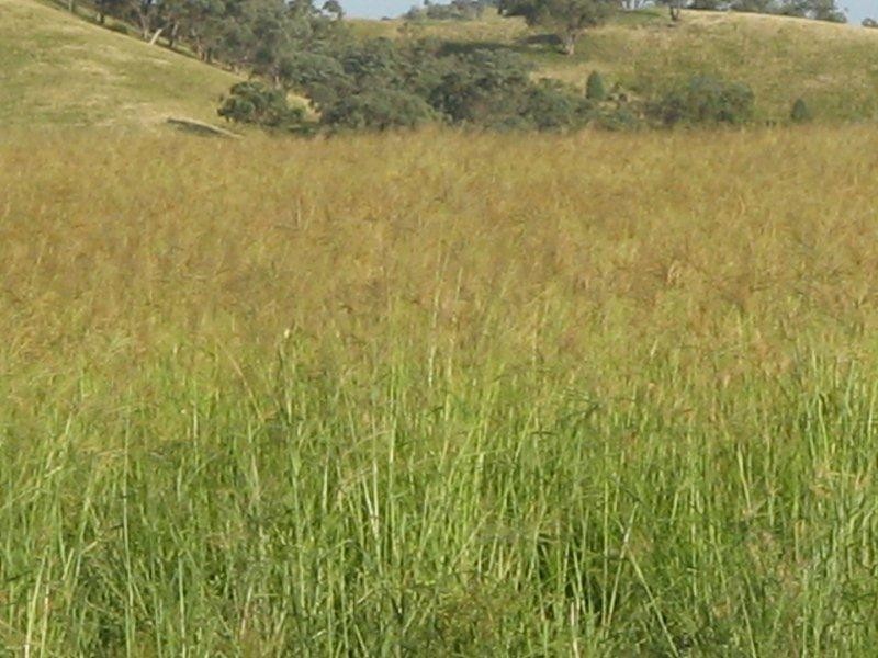 132 Halls Creek Road, Manilla NSW 2346