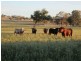 373 Garoo Road, Tamworth NSW 2340