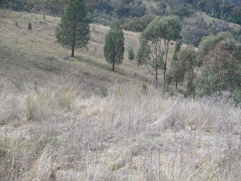 Lot 10 Bungandore Spur Rd, Watsons Creek NSW 2355