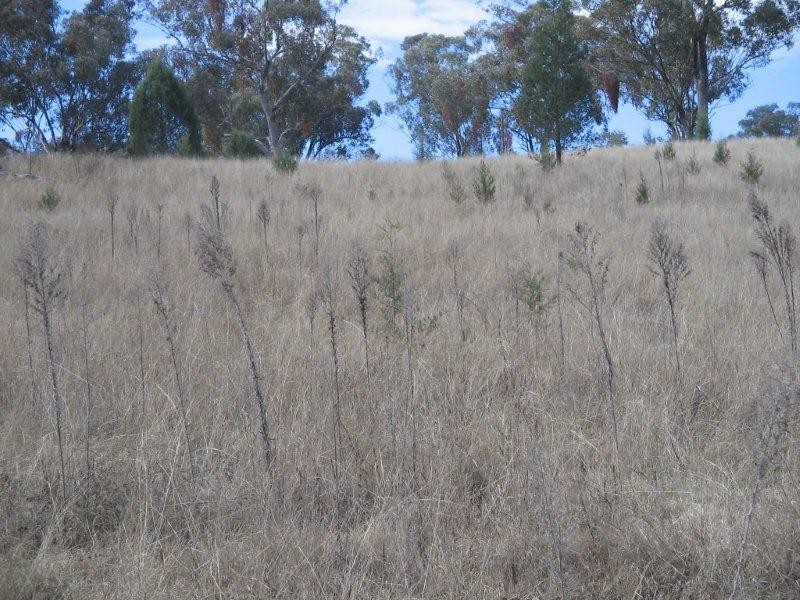 Lot 10 Bungandore Spur Rd, Watsons Creek NSW 2355