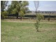 171 Lower Somerton Road, Attunga NSW 2345