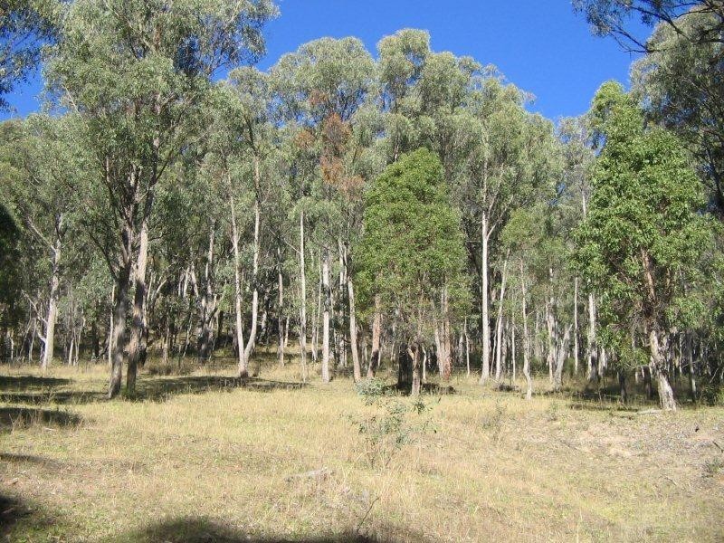 1534 Duncans Creek Road, Woolomin NSW 2340