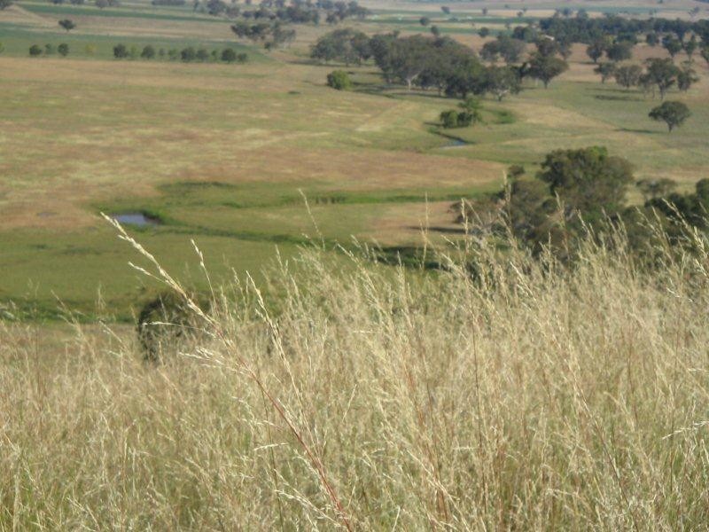 2141 Burindi Road, Barraba NSW 2347