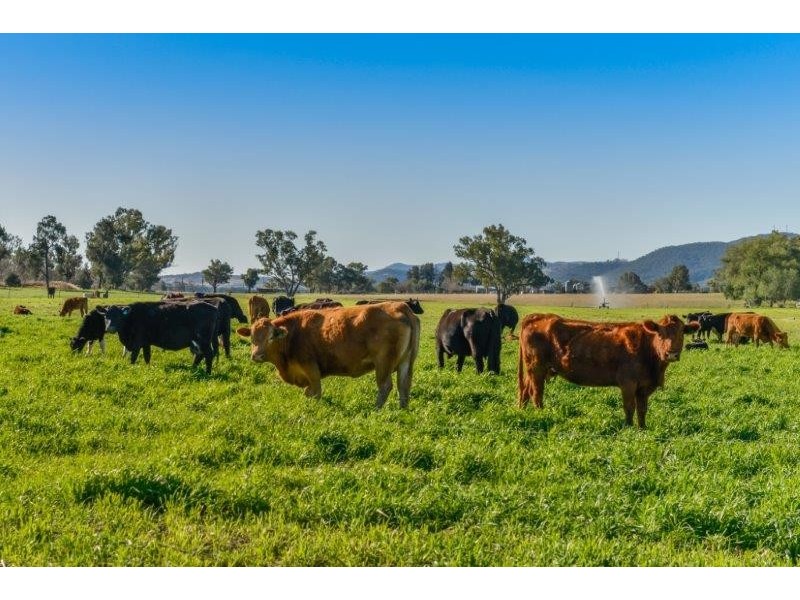 156C Roberts Road, Tamworth NSW 2340