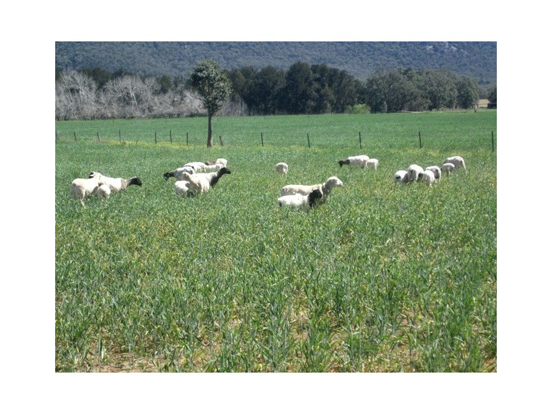 273 Langens Lane, Moore Creek NSW 2340