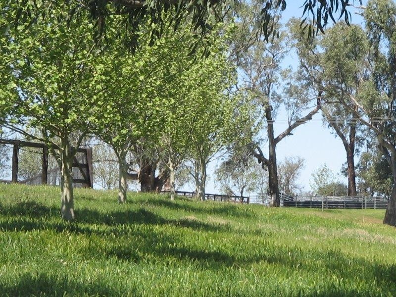 114 McCarthy’s Lane, Tamworth NSW 2340