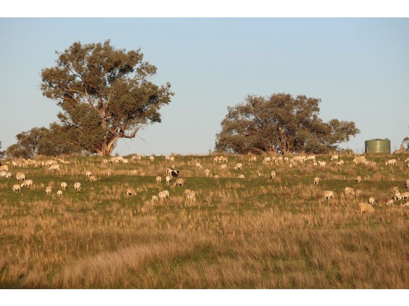 “Hillcrest” Gowrie Road, Tamworth NSW 2340