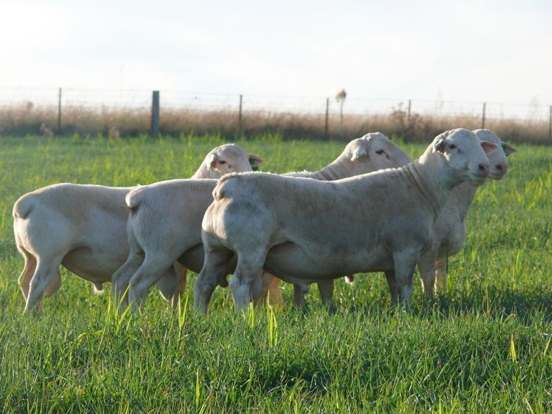 “Hillcrest” Gowrie Road, Tamworth NSW 2340