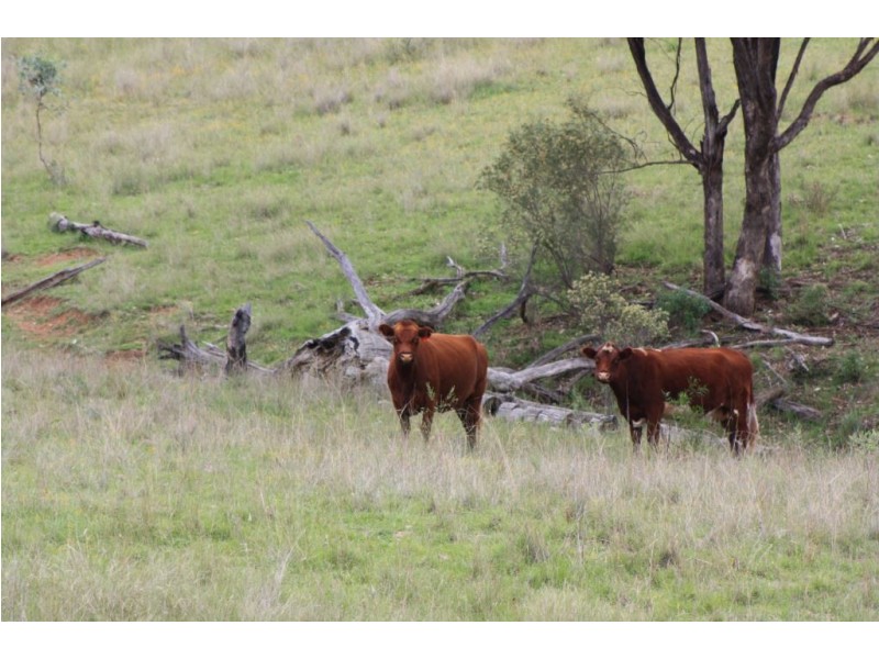 “Kantara”, Upper Horton, Barraba NSW 2347