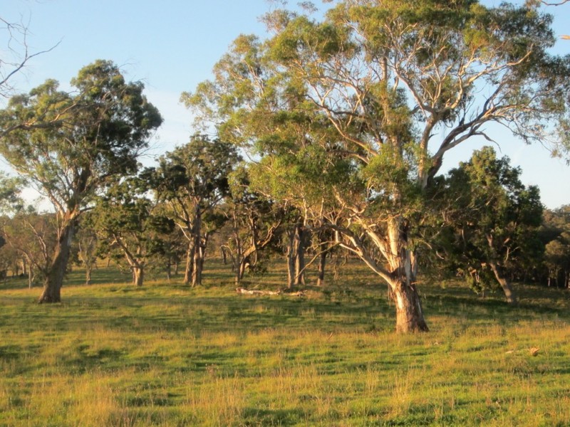 5874 Brackendale Road, Nowendoc NSW 2354