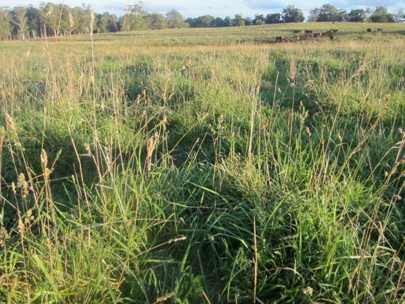 5874 Brackendale Road, Nowendoc NSW 2354