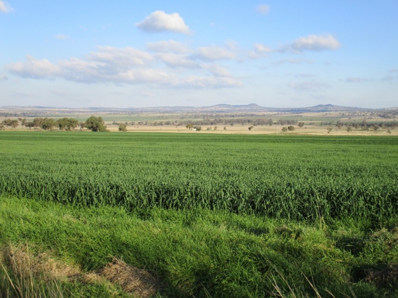 518 Rangari Road, Manilla NSW 2346