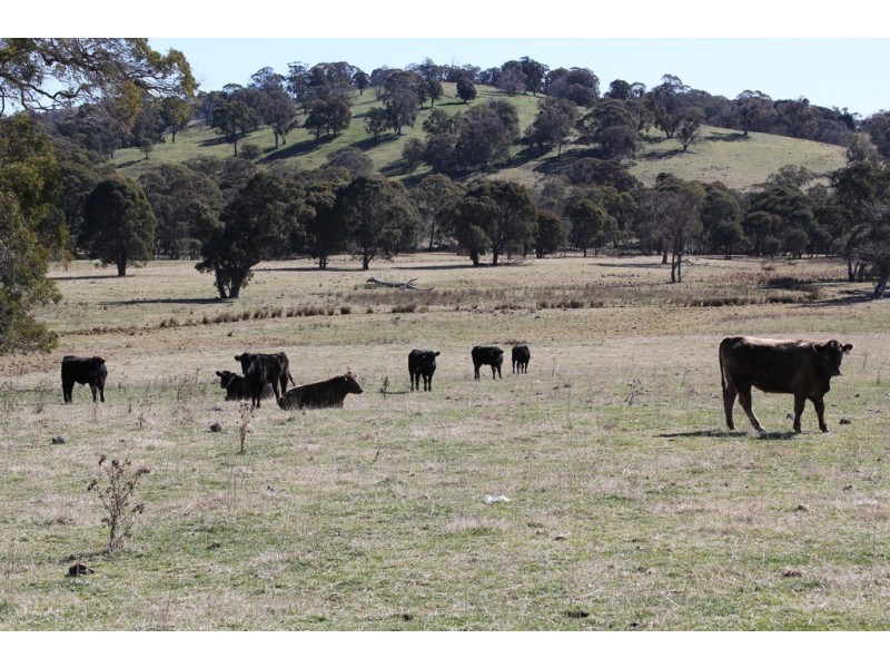 1693 Nowendoc Road, Niangala NSW 2354