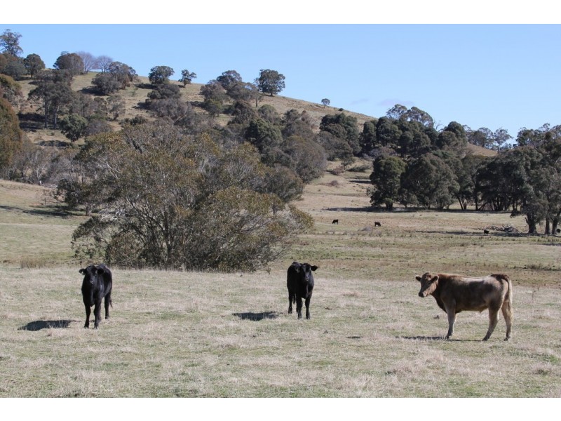 1693 Nowendoc Road, Niangala NSW 2354