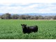 “Glenarvon” 190 Walters Lane, Gowrie NSW 2340