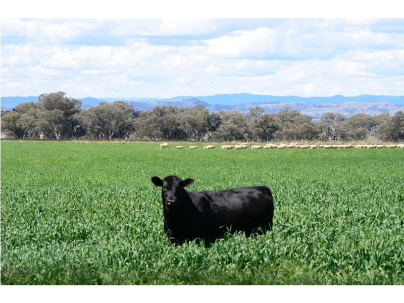 “Glenarvon” 190 Walters Lane, Gowrie NSW 2340