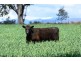 “Glenarvon” 190 Walters Lane, Gowrie NSW 2340