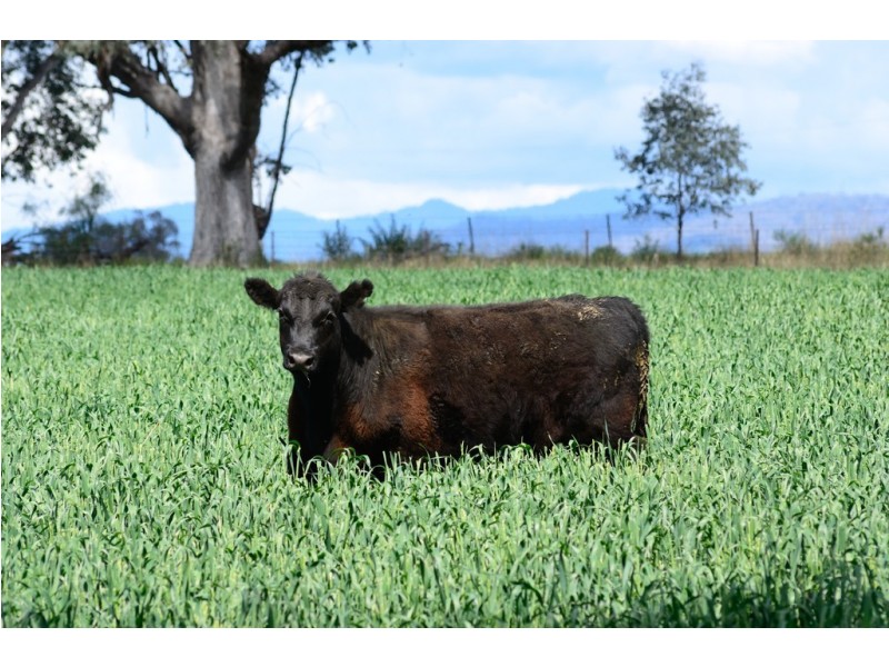 “Glenarvon” 190 Walters Lane, Gowrie NSW 2340
