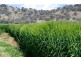 “Glenarvon” 190 Walters Lane, Gowrie NSW 2340