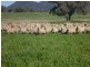 “Glenarvon” 190 Walters Lane, Gowrie NSW 2340