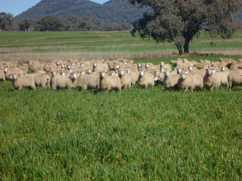 “Glenarvon” 190 Walters Lane, Gowrie NSW 2340