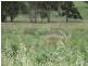 Lot 171 Aurora Street, Bendemeer NSW 2355
