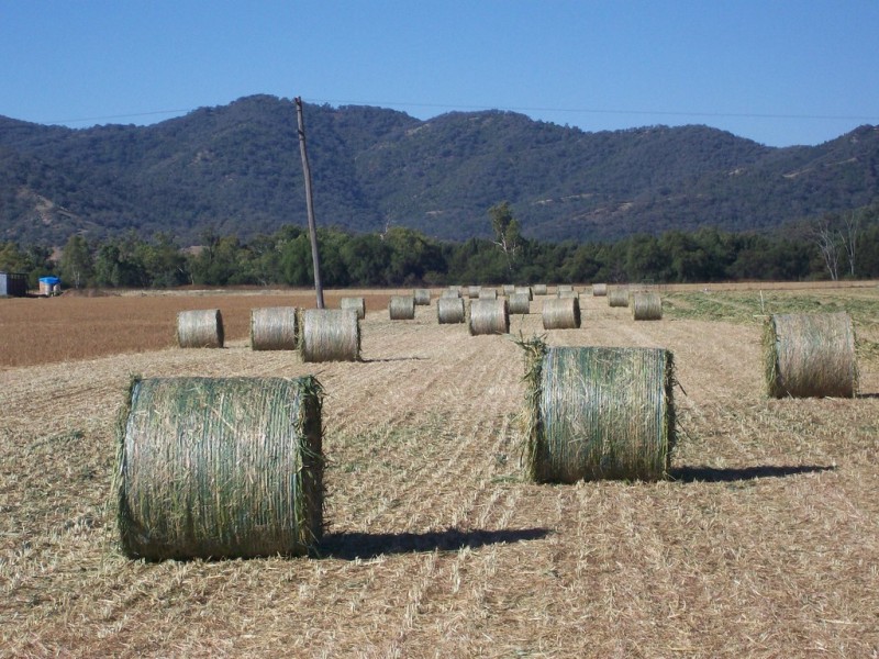 Chelsea Farm 158 Walmar Road, Tamworth NSW 2340