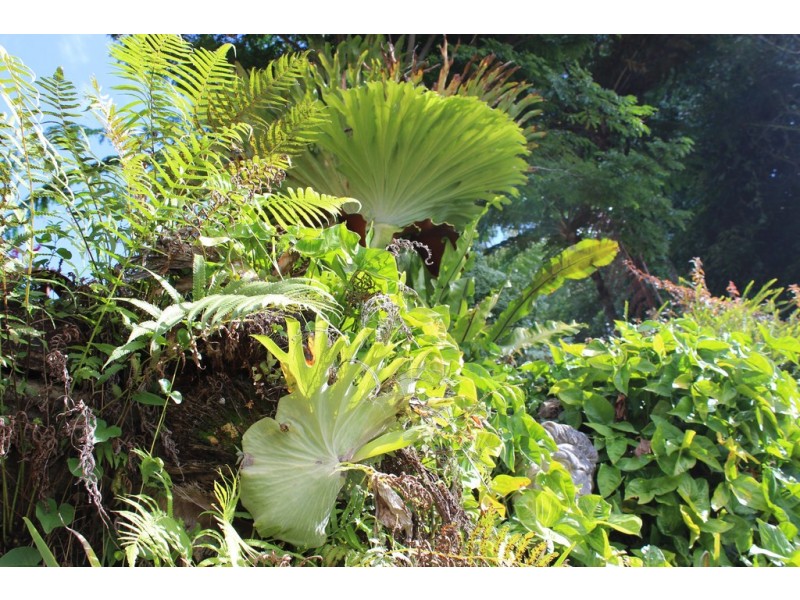 9 Gilmore Close, Wollongbar NSW 2477