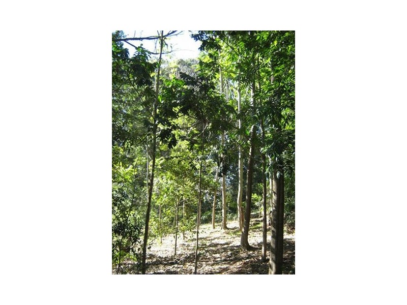 275 James Gibson Road, Clunes NSW 2480