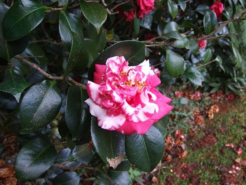 216 Ellis Road, Alstonville NSW 2477