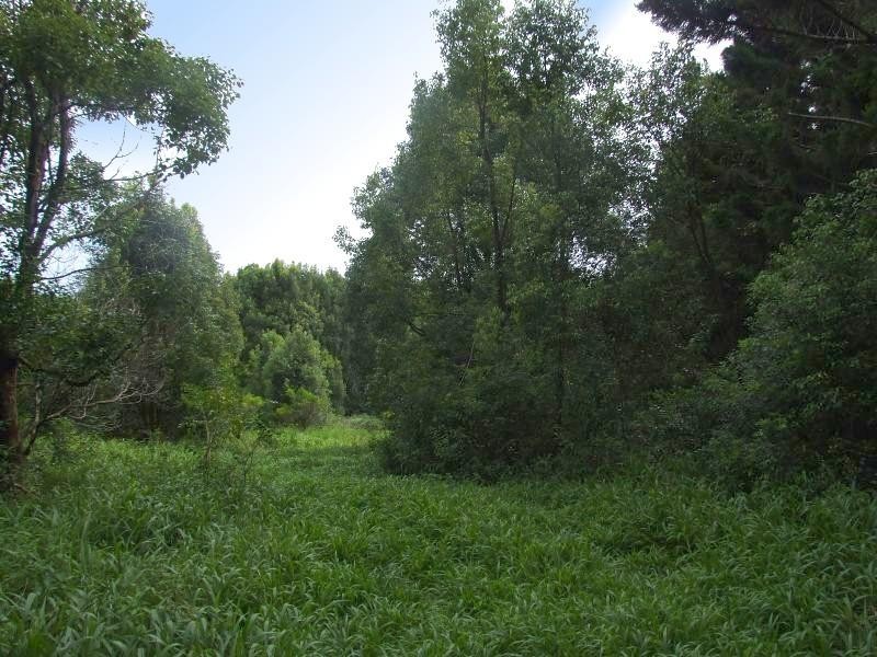 163 Boundary Road, Lindendale NSW 2480