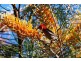732 Cowlong Road, Mcleans Ridges NSW 2480
