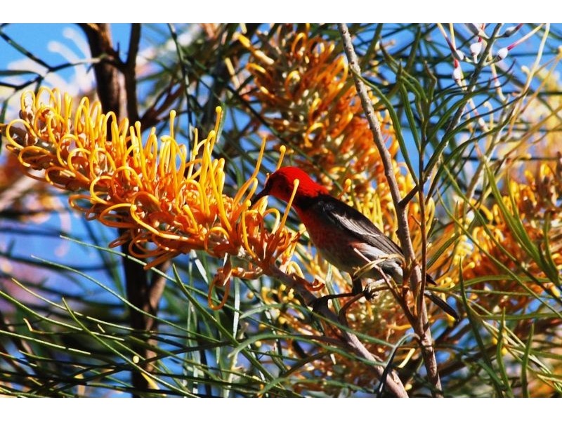 732 Cowlong Road, Mcleans Ridges NSW 2480