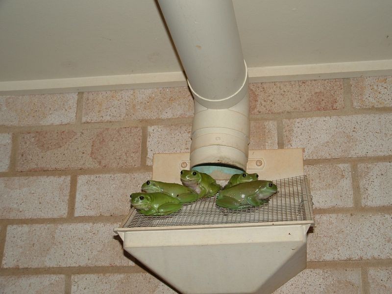 732 Cowlong Road, Mcleans Ridges NSW 2480