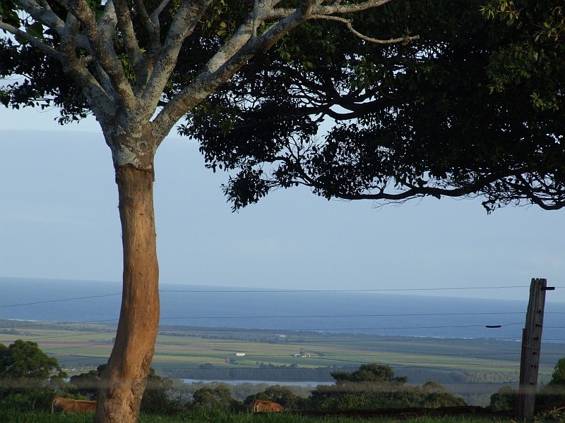 140 Buckombil Mountain Road, Meerschaum Vale NSW 2477